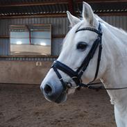 Anden særlig race Bianca