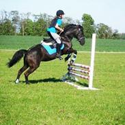 Anden særlig race Cleo