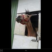 Anden særlig race Allure