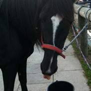Irish Cob Crossbreed Freja (tidligere pony)