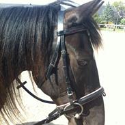 Irish Cob Crossbreed Freja (tidligere pony)
