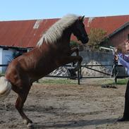 Islænder (Himmel hest) Djarfur fra Tranten <3