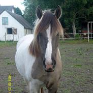 Irish Cob Crossbreed Filina (Fifle)