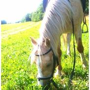 Anden særlig race Jerry