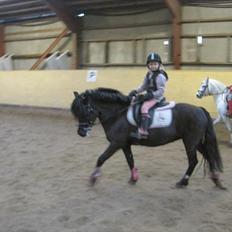 Welsh Pony (sec B) Papaya