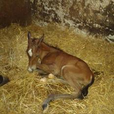 Anden særlig race Spyro