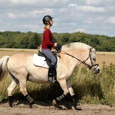 Fjordhest Mølbys Appollon<3