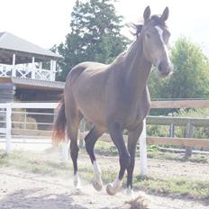 Anden særlig race Deen Lau