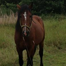 Anden særlig race Kalle