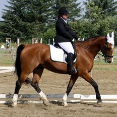 Hollandsk Varmblod Octopussy aka Pusle