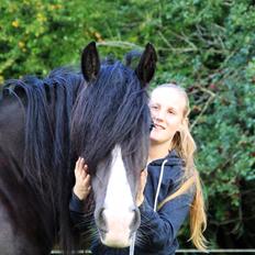 Irish Cob Storelykkes hus Mercedes