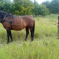 Anden særlig race Prins