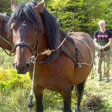 Anden særlig race Prins