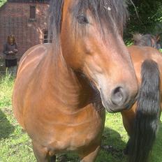 Anden særlig race Prins