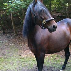 Paso-Peruanos Naranja