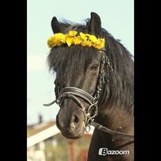 Welsh Pony (sec B) Papaya *R.I.P*
