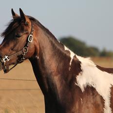 Pinto SHAMROCKS FOXY LADY [Tidl. Lånepony]