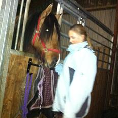 Irish Cob Crossbreed sunrise