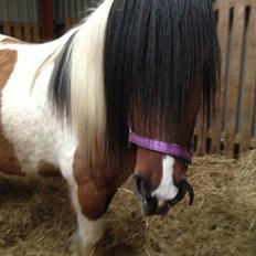 Irish Cob Crossbreed sunrise
