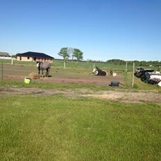 Shetlænder Loch Nevis