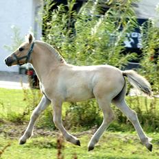 Fjordhest Klostermarkens Huxi