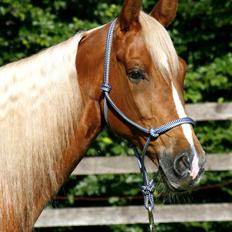 Tennessee Walker | I'm Gold and Dangerous