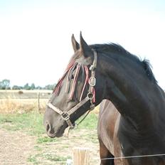 Oldenborg Olfert Almager