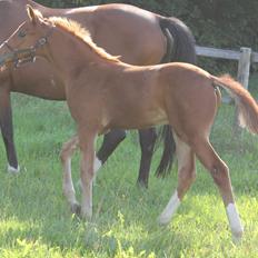 Dansk Varmblod Zander Stensvang
