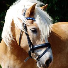 Haflinger Waldy