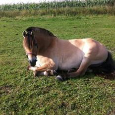 Anden særlig race Ronja