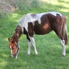 Pinto Kilgast's Tristan