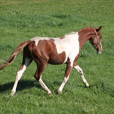 Pinto Kilgast's Tristan