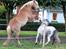 Haflinger Prins Hans - | 9 | Hvis du ønsker dig regnbuen, må du finde den i regnen.