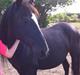 Irish Cob Crossbreed Freja (tidligere pony)