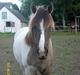 Irish Cob Crossbreed Filina (Fifle)