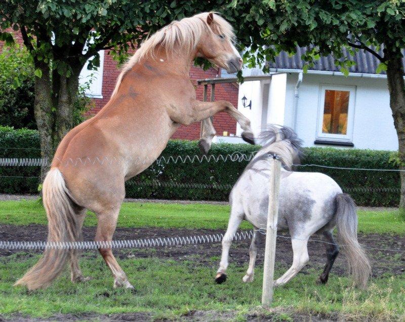 Haflinger Prins Hans - | 9 | Hvis du ønsker dig regnbuen, må du finde den i regnen. billede 9