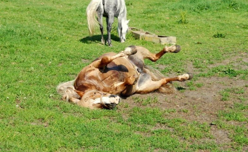 Haflinger Prins Hans - | 8 | En rose kan kun gro, hvis den for sol. Et menneske kan kun leve, hvis det får kærlighed - den giver du mig <3 Foto: Mig billede 8