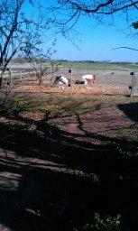 Welsh Mountain (sec A) Nelly - Vi tager lige en slapper i solen billede 12