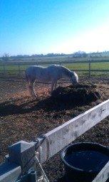 Welsh Mountain (sec A) Nelly billede 13