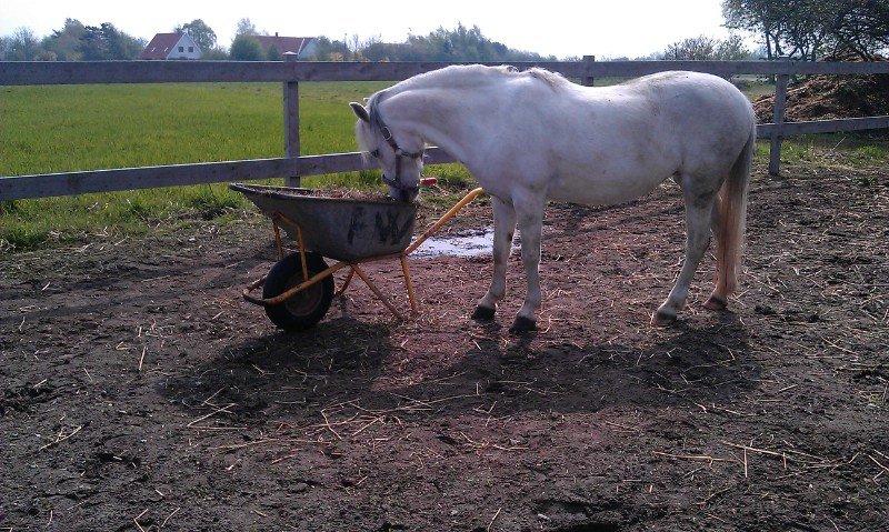 Welsh Mountain (sec A) Nelly - Nææ hvor hyggeligt. billede 14