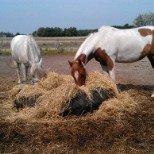 Welsh Mountain (sec A) Nelly billede 17