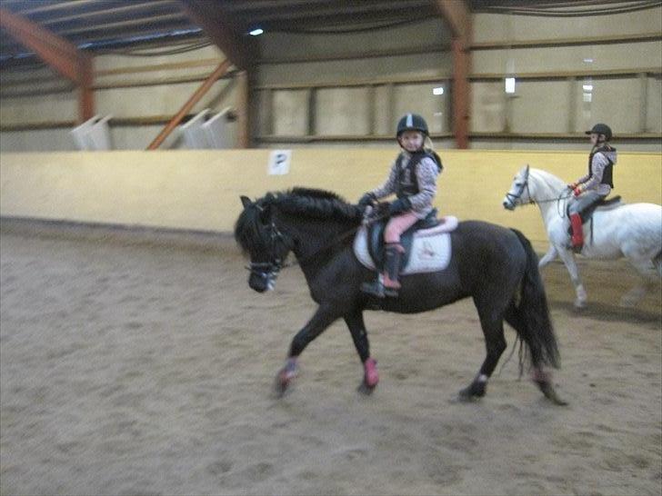 Welsh Pony (sec B) Papaya - Min førte tur i ridehus,da jeg lige havde fået hende billede 1