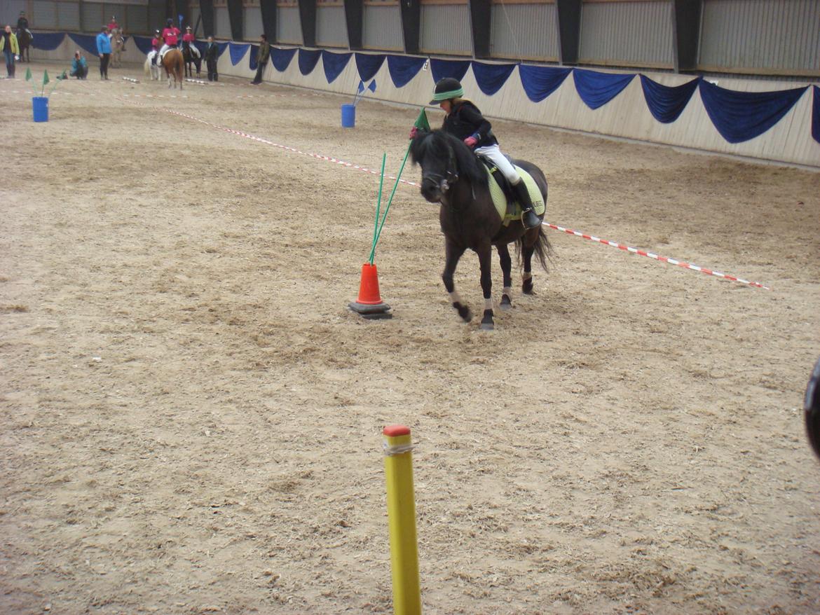 Welsh Pony (sec B) Papaya - Til Dm kvalifikationsstævne
i ponygames på HIRK billede 11