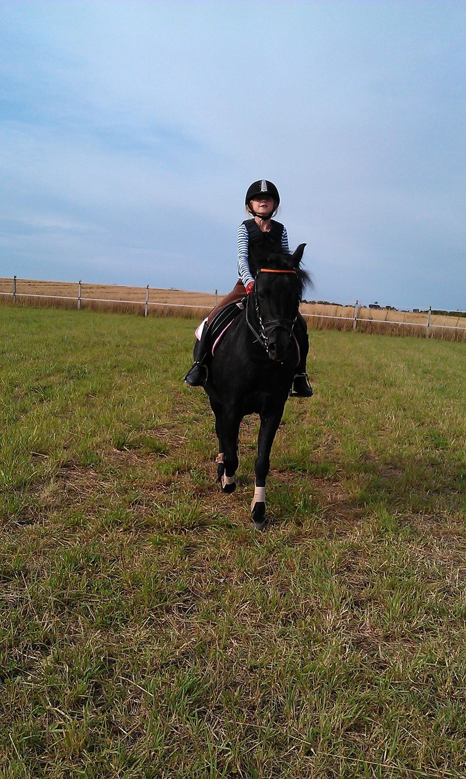 Welsh Pony (sec B) Papaya - Det er dejligt med en tur på
græsmarken. billede 12