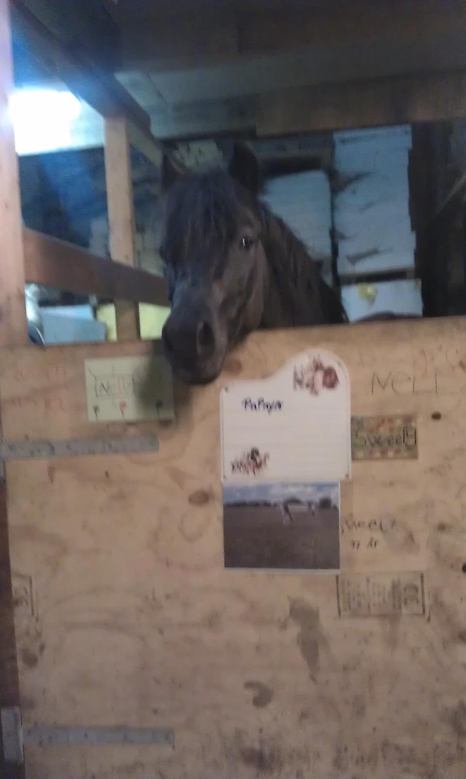 Welsh Pony (sec B) Papaya - Hej med jer. billede 13