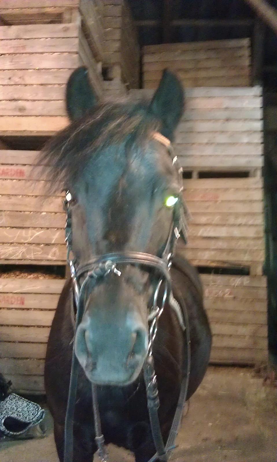 Welsh Pony (sec B) Papaya - Skal ud og hygge med Nadja. billede 14