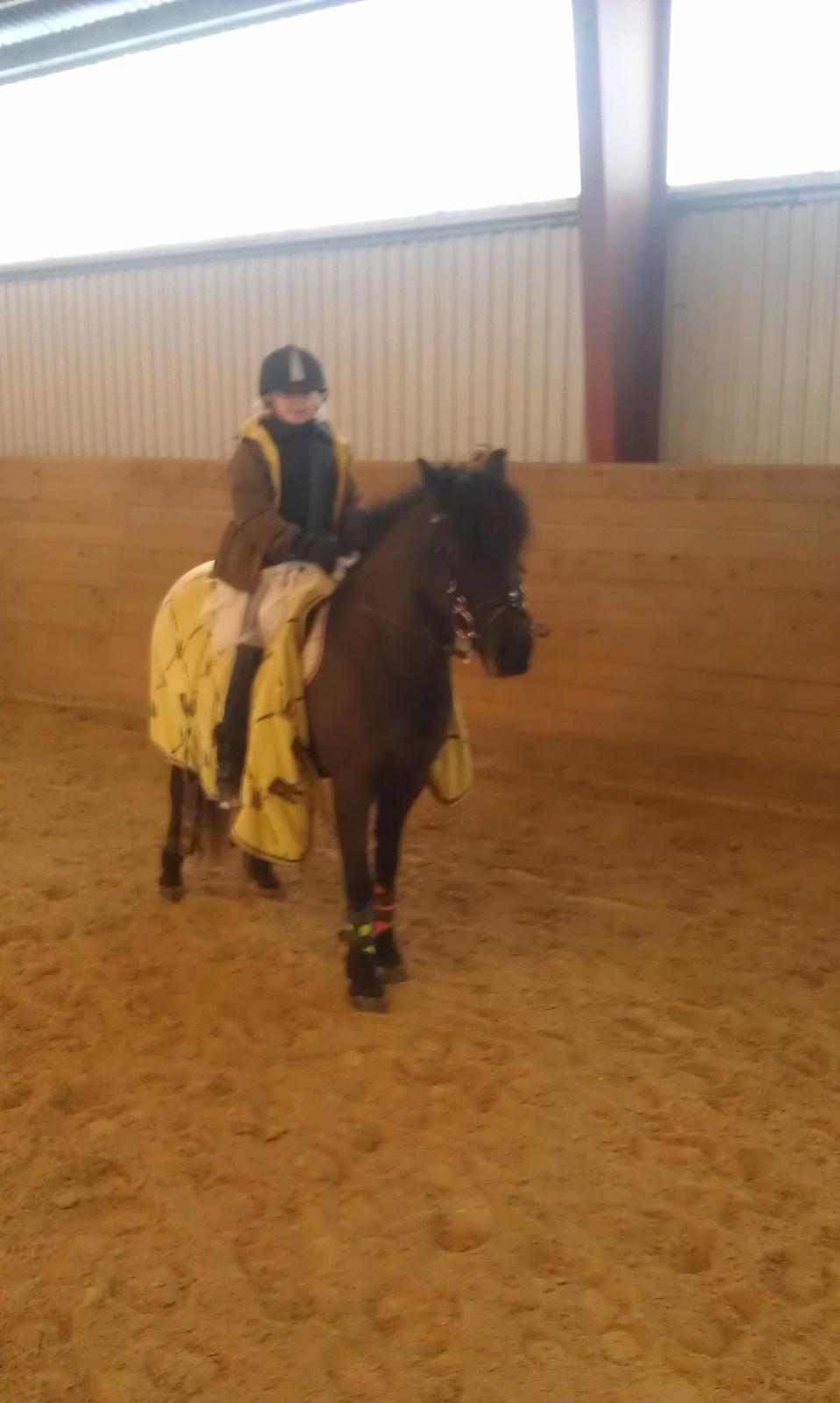 Welsh Pony (sec B) Papaya - Fastalavn på DARK. billede 15