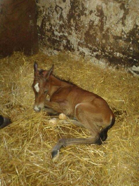 Anden særlig race Spyro billede 1