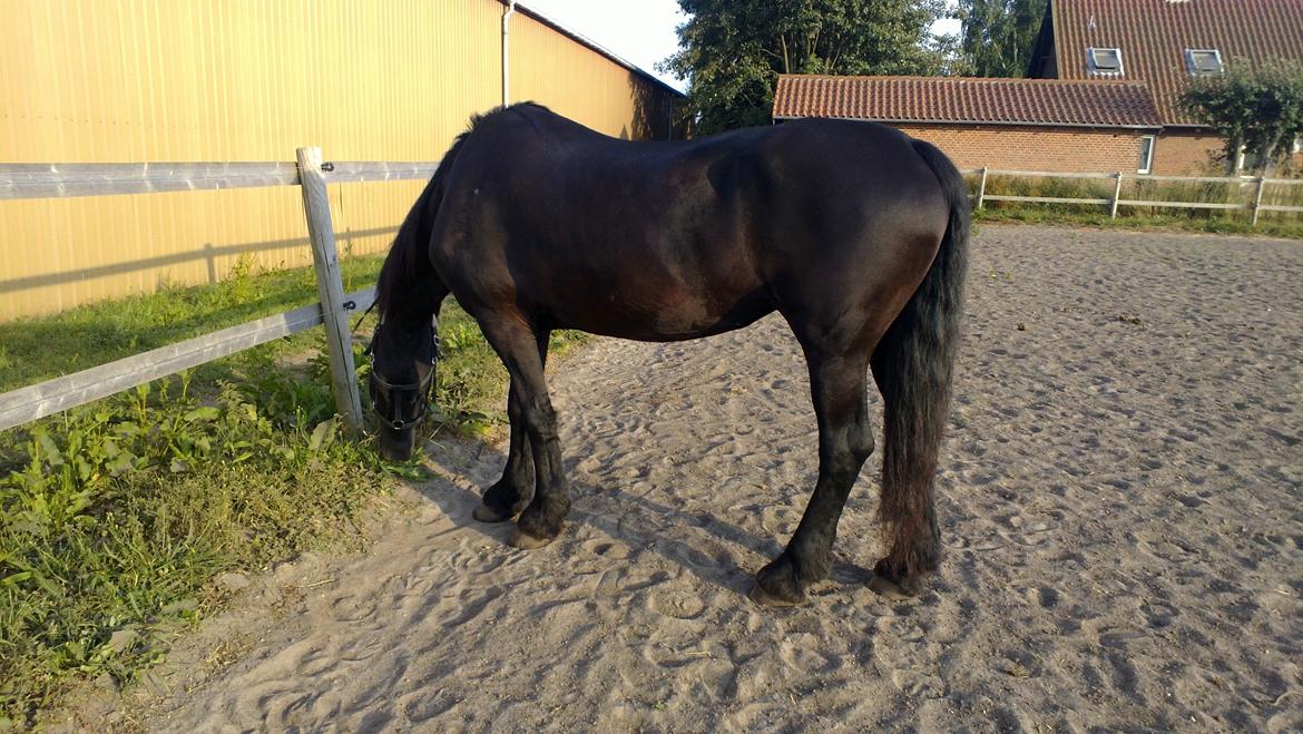 Frieser Thea - på den ene ridebane billede 5