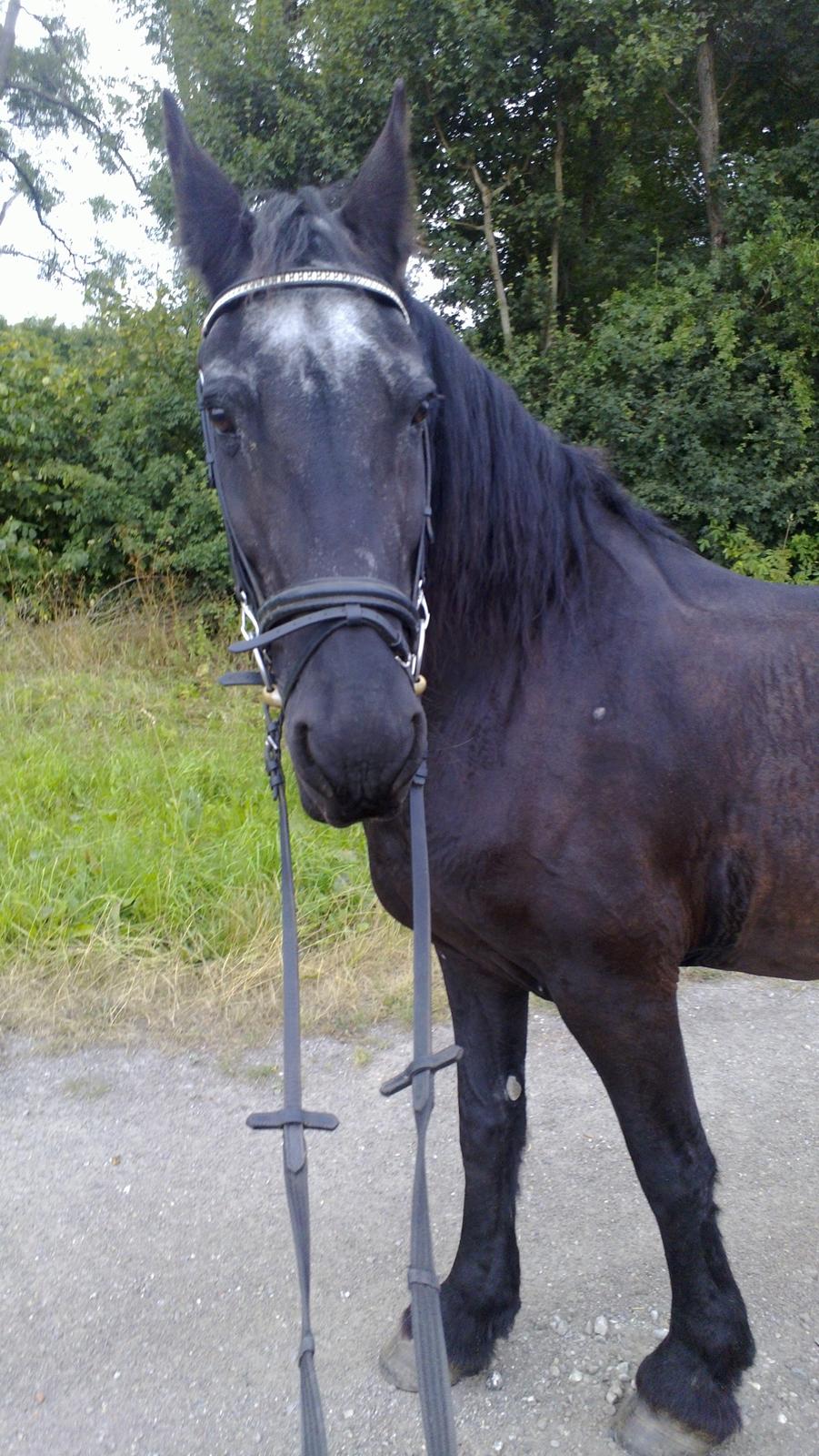 Frieser Thea - på gå tur billede 6